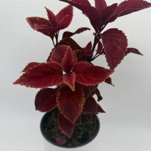 Coelus Plant