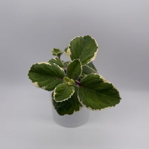 Variegated Cuban Oregano
