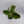 Variegated Cuban Oregano
