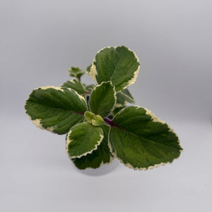 Variegated Cuban Oregano