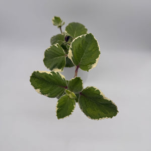 Variegated Cuban Oregano