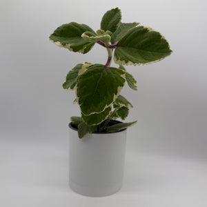 Variegated Cuban Oregano