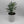 Rue Plant