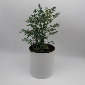 Rue Plant