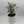 Rue Plant