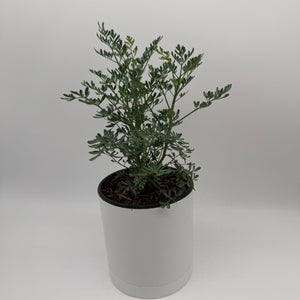 Rue Plant