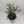 Rue Plant
