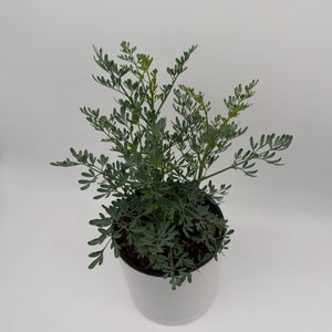 Rue Plant