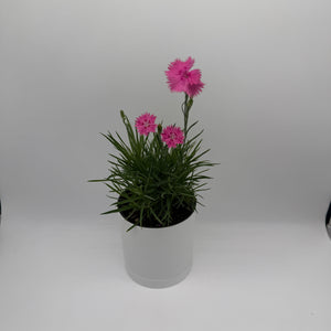 Firewitch Dianthus