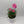 Firewitch Dianthus