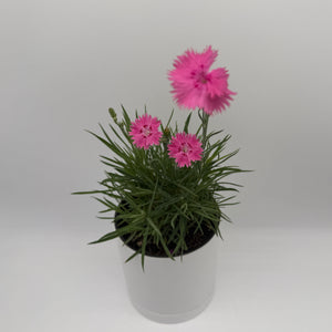 Firewitch Dianthus