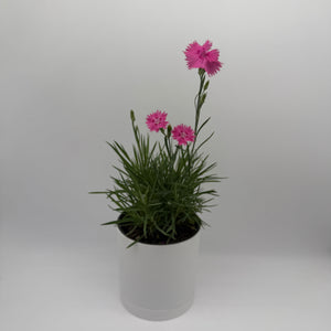 Firewitch Dianthus