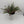 Cuphea Hyssopifolia