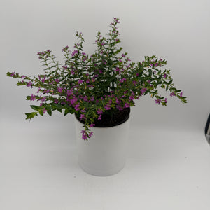 Cuphea Hyssopifolia