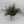 Cuphea Hyssopifolia