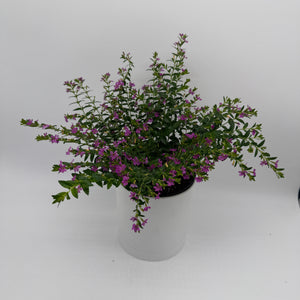 Cuphea Hyssopifolia