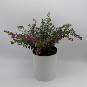 Cuphea Hyssopifolia