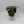 Calathea Orbifolia