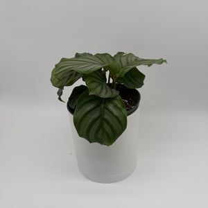 Calathea Orbifolia