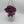 Tradescantia 'Bubble Gum'