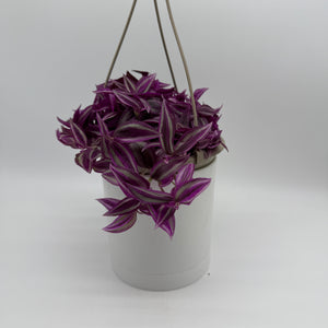 Tradescantia 'Bubble Gum'