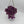 Tradescantia 'Bubble Gum'