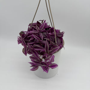 Tradescantia 'Bubble Gum'