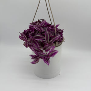 Tradescantia 'Bubble Gum'