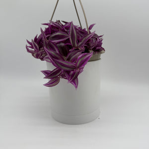 Tradescantia 'Bubble Gum'
