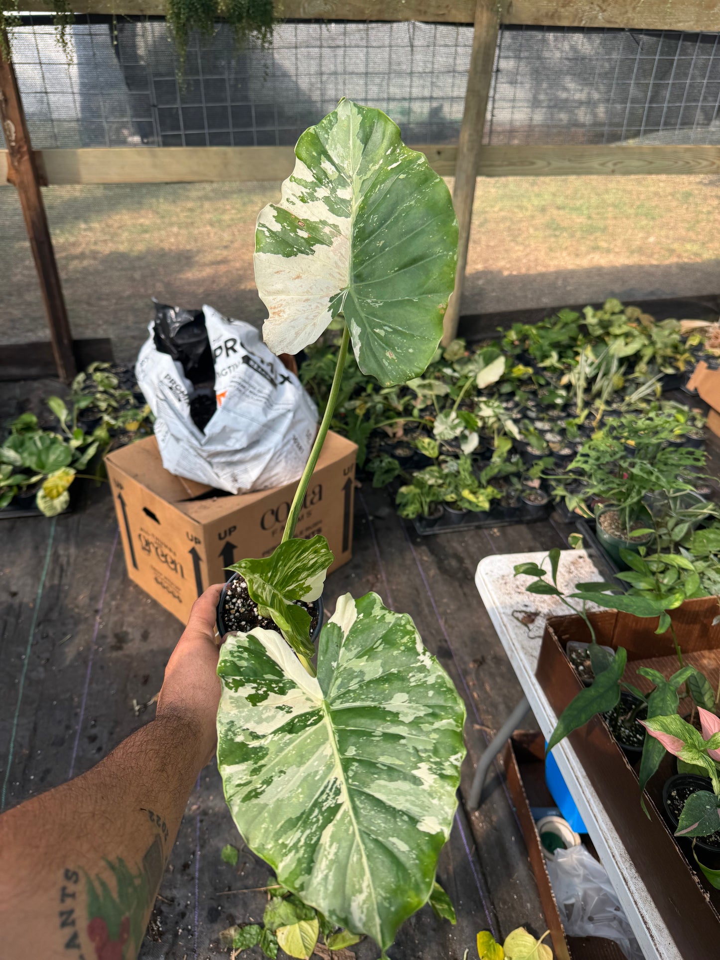 Variegated albo Alocasia Macrorizza