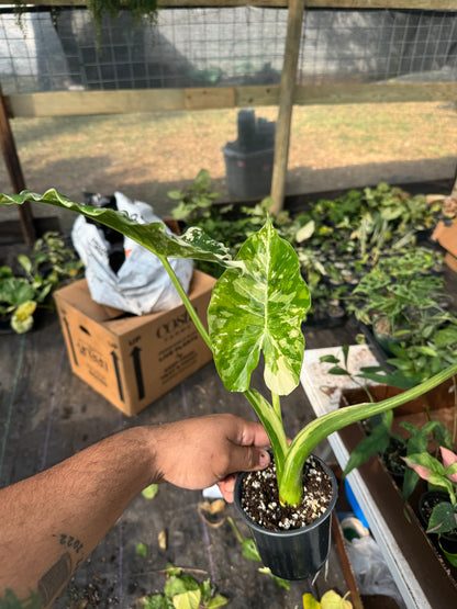 Variegated albo Alocasia Macrorizza