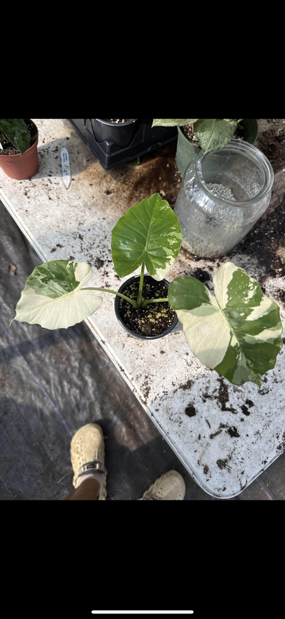 Variegated albo Alocasia Macrorizza Patty