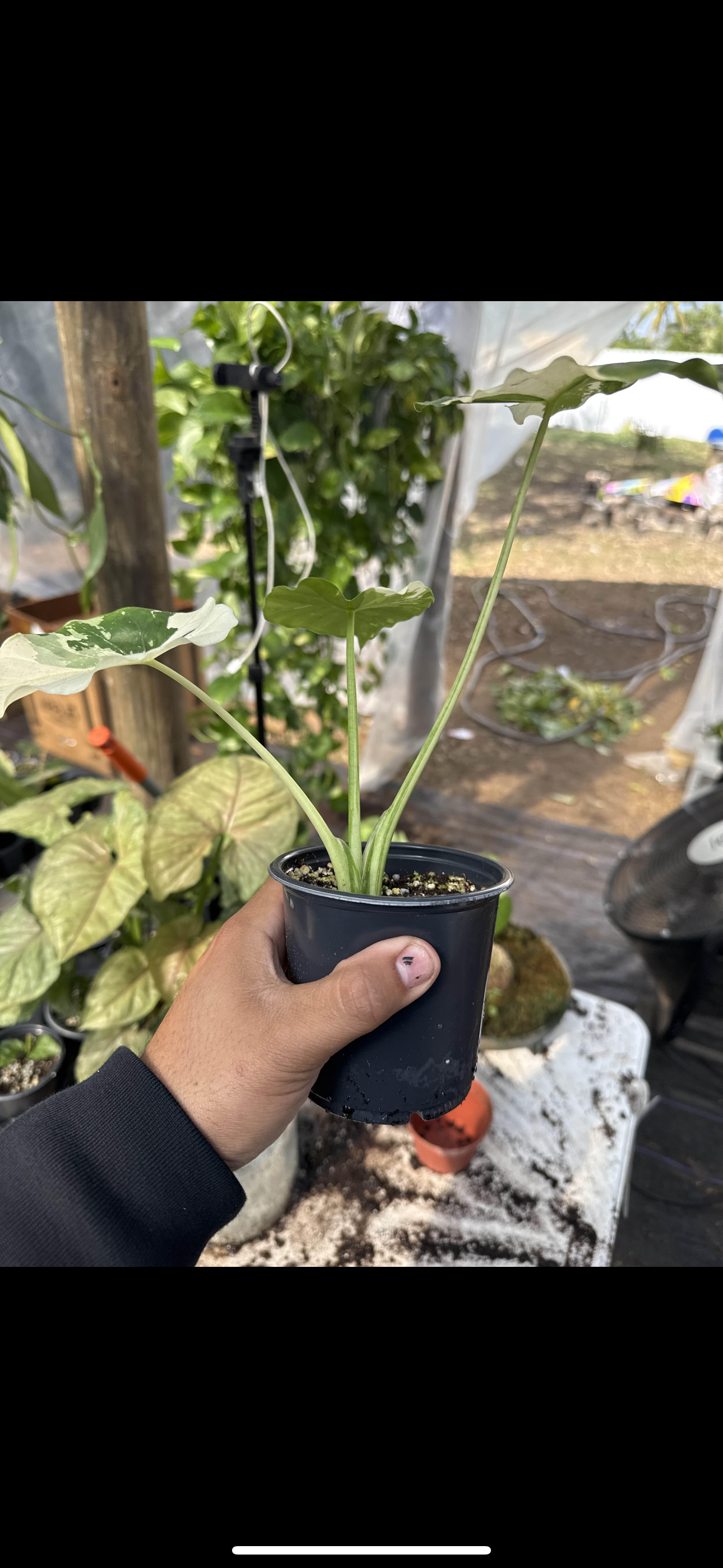 Variegated albo Alocasia Macrorizza Patty