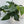 Epipremnum Pinnatum Albo Flame