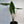Alocasia Zebrina Reticulata