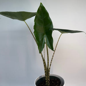 Alocasia Zebrina Reticulata