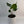 Alocasia Stingray