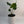Alocasia Stingray