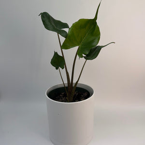 Alocasia Stingray