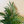Cat Palm