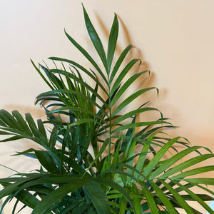 Cat Palm