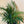Cat Palm