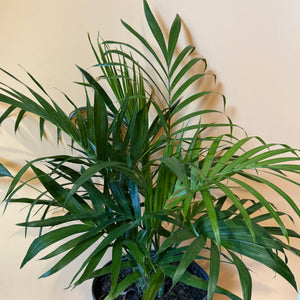 Cat Palm