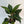 Aglaonema 'Suzanne'