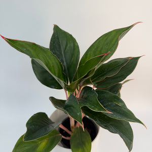 Aglaonema 'Suzanne'