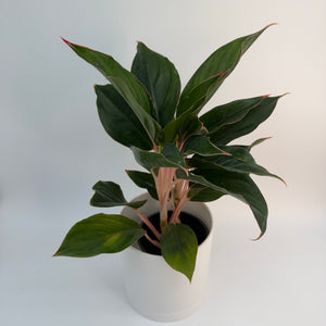 Aglaonema 'Suzanne'
