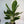 Aglaonema Night Sparkle