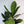 Aglaonema Night Sparkle