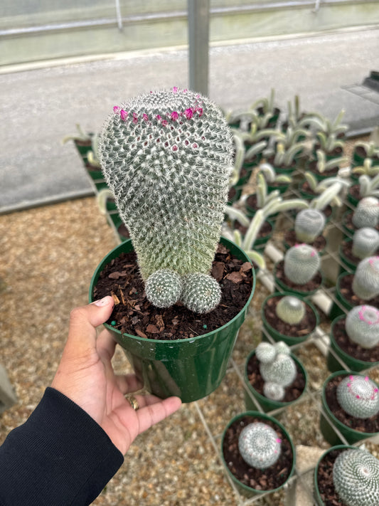 6" Big Chub Cactus