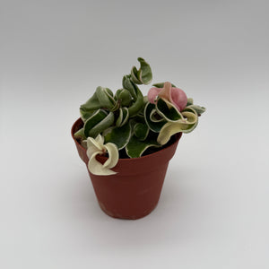 Variegated Hoya Compacta